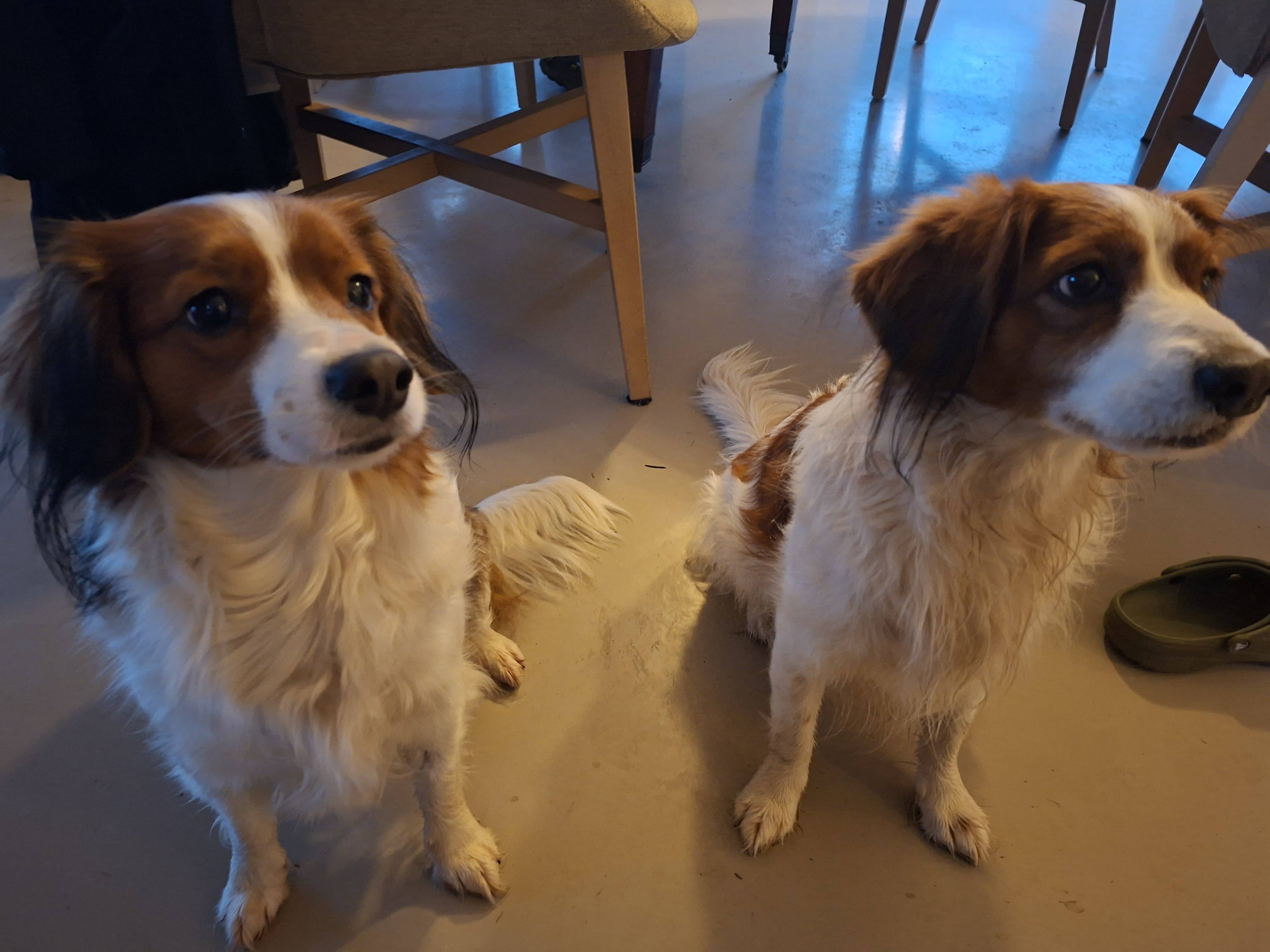 Het Nederlandse Kooikerhondje - Puppie Pupy Puppy kopen